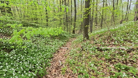 Trillium Flowers in Ontario