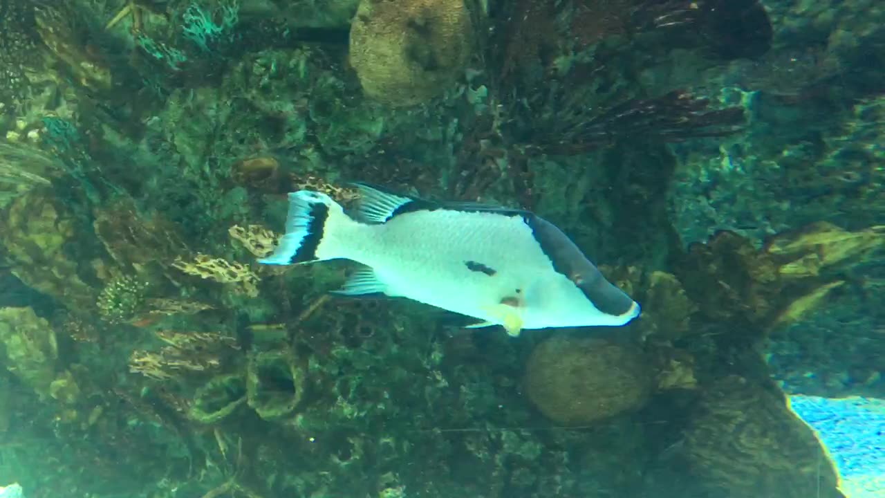 Beautiful fish