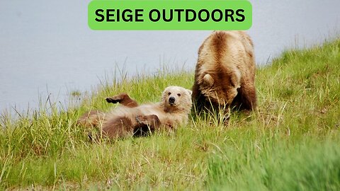Katmai National Park Bear Feeding Live Stream!