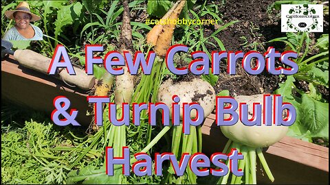 A Few Carrots & Turnip Bulb Harvest - #catshobbycorner #carrot #turnip