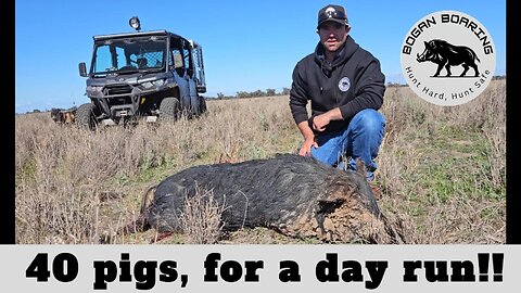 40 pigs, for a day run!!