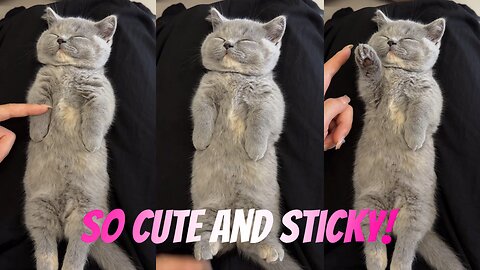 Kitten Enjoying Gentle Belly Rubs 🐱💖 | Cute Cat POV | Cat Sleeping