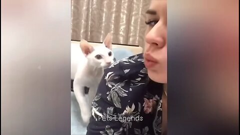 Cats Being Cats 😹😹