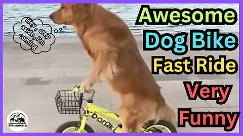 Baby Dogs , Cute and Funny Dog Videos Compilation _ Funny Puppy 2024