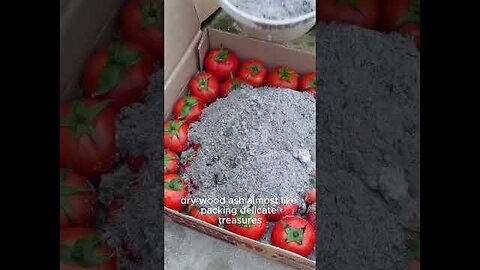 This Amish Tomato Preservation Hack Will Blow Your Mind