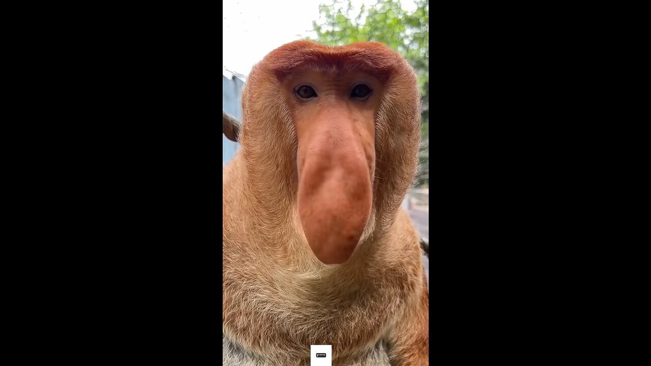 funny animal