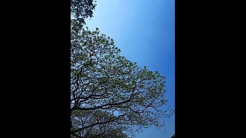 বাংলাদেশের সৌন্দর্য 🌿🌿♥️
