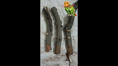 Aam Ki Kalam Kaise Lagaye | आम के पेड़ में कलम कैसे करें | Step-by-Step Grafting Technique