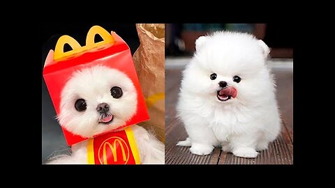 Cute Pomeranian Puppies Doing Funny Things #9 | Cute and Funny Dogs
