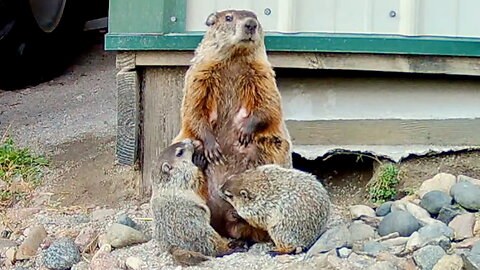 Mother Groundhog Standing While Nursing