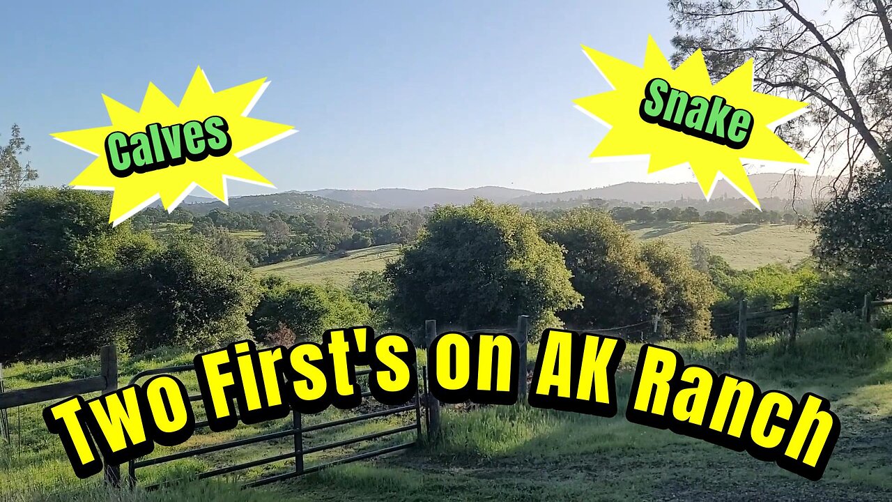 🐄🐍 Exciting Times at AK Ranch: New Calves & a Wild Rattlesnake Encounter! 🐍🐄