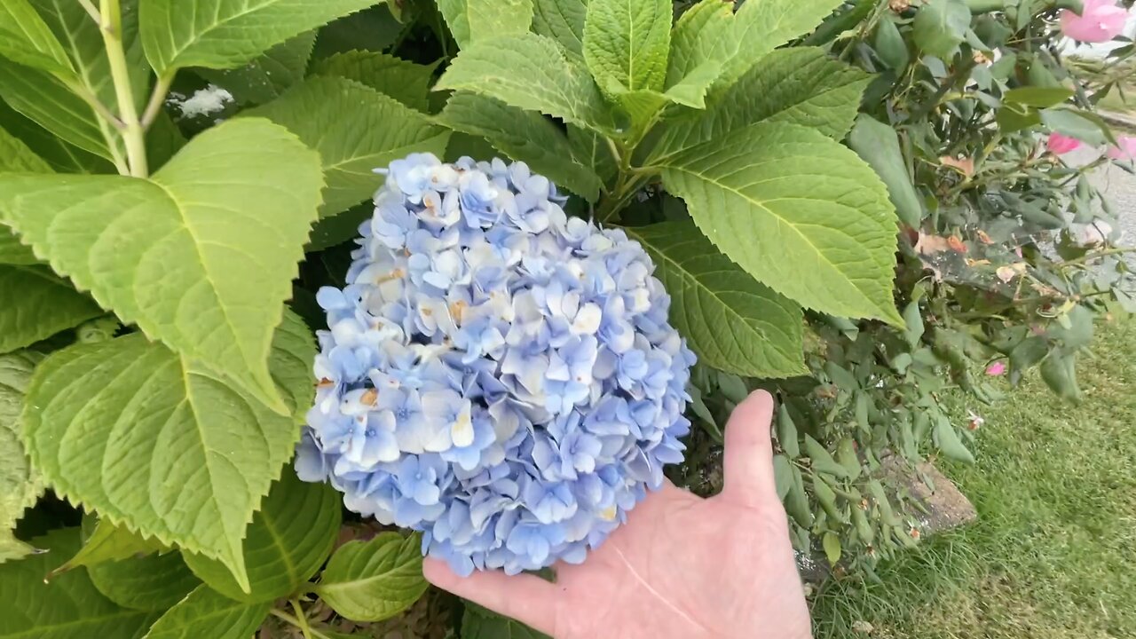 09.03.2025 September Garden Tour