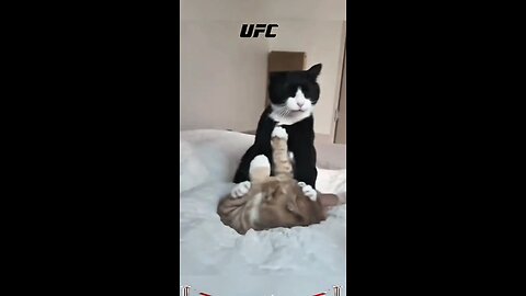 cat vs cat round 2