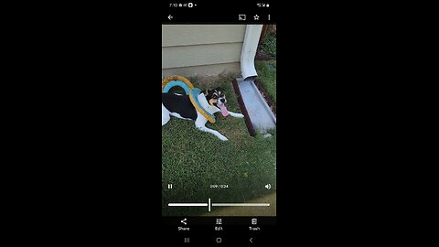 Dog FRISBEE LEG
