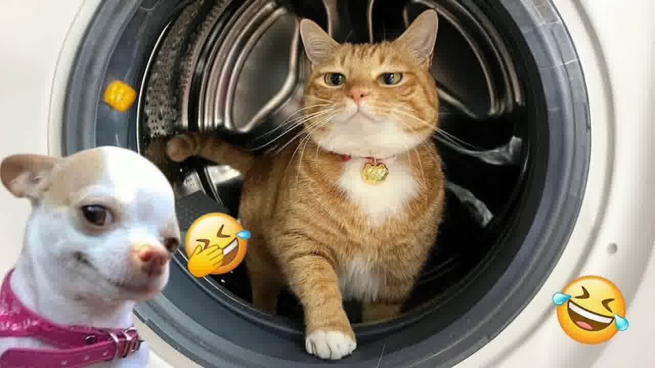 Funniest Dogs and Cats Videos😅- Best Funny Animal Videos 2025