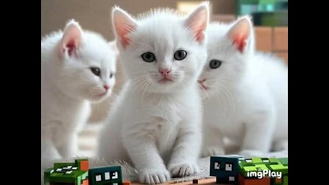 Cute Cat Picture