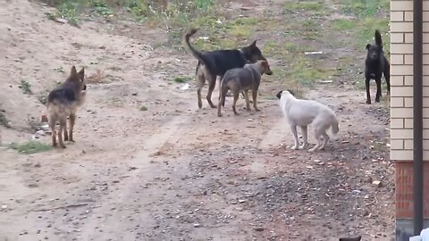 Perros peleando por una perra#funnycats #tryNotToLaugh #funnyvideos #cutecats #top5 #shorts