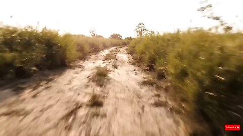 Animal rescue: mother elephant attacked by giant python, baby elephant calls for rescue