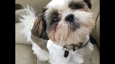 🐶 Gizmo the ADORABLE Shih Tzu Puppy Goes WILD! Playing & Barking Cuteness Overload! 😍