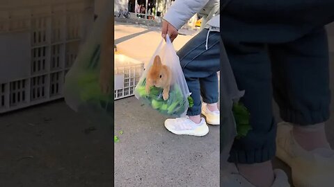 Take the little rabbit to the market Cute pet debut plan Rabbit rural little cute pet