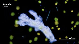 The PARASITE Gaslight