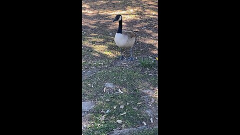 Canada Goose 🪿 #canadagoose #goose #followme #viral #shorts #trending