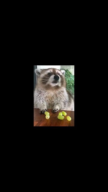 You Didn't Need A Video Of A Raccoon Eating Grapes But Here You Go