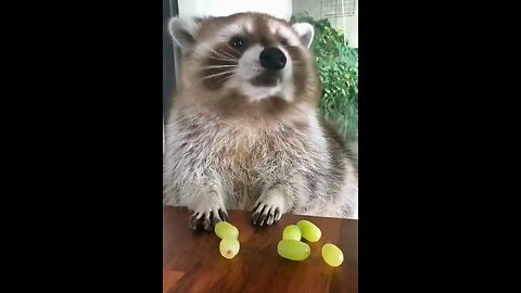 You Didn't Need A Video Of A Raccoon Eating Grapes But Here You Go