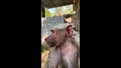 One of the most beautiful clips you will ever see. #viral #foryou #trending #usa #amazing