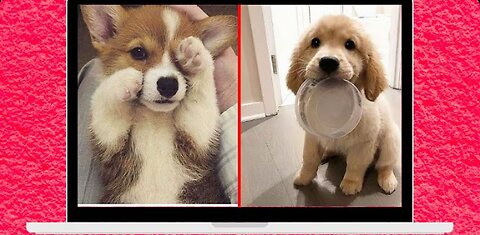 Cute And Funny Pet Videos To Make Your Day 😂