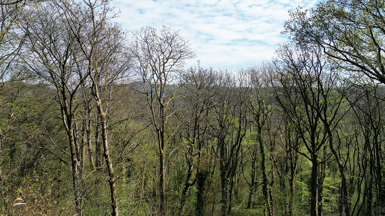 Springwood's cherry tree estate