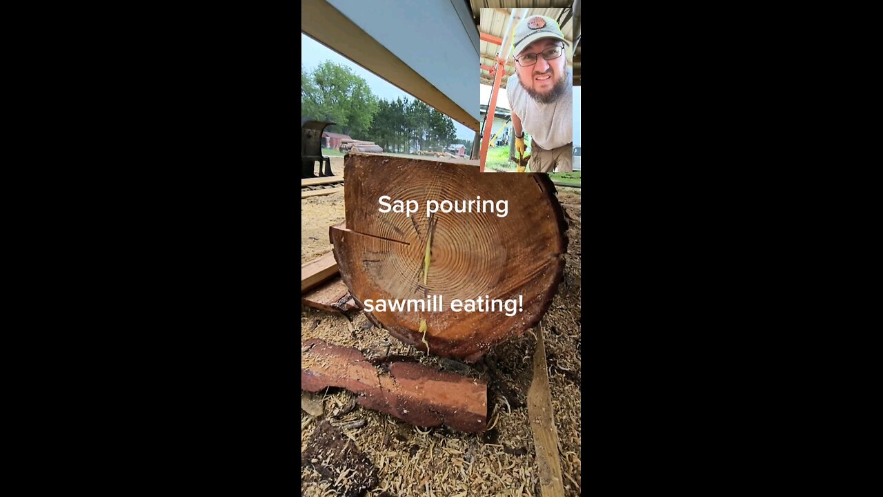 Sawing sappy pine