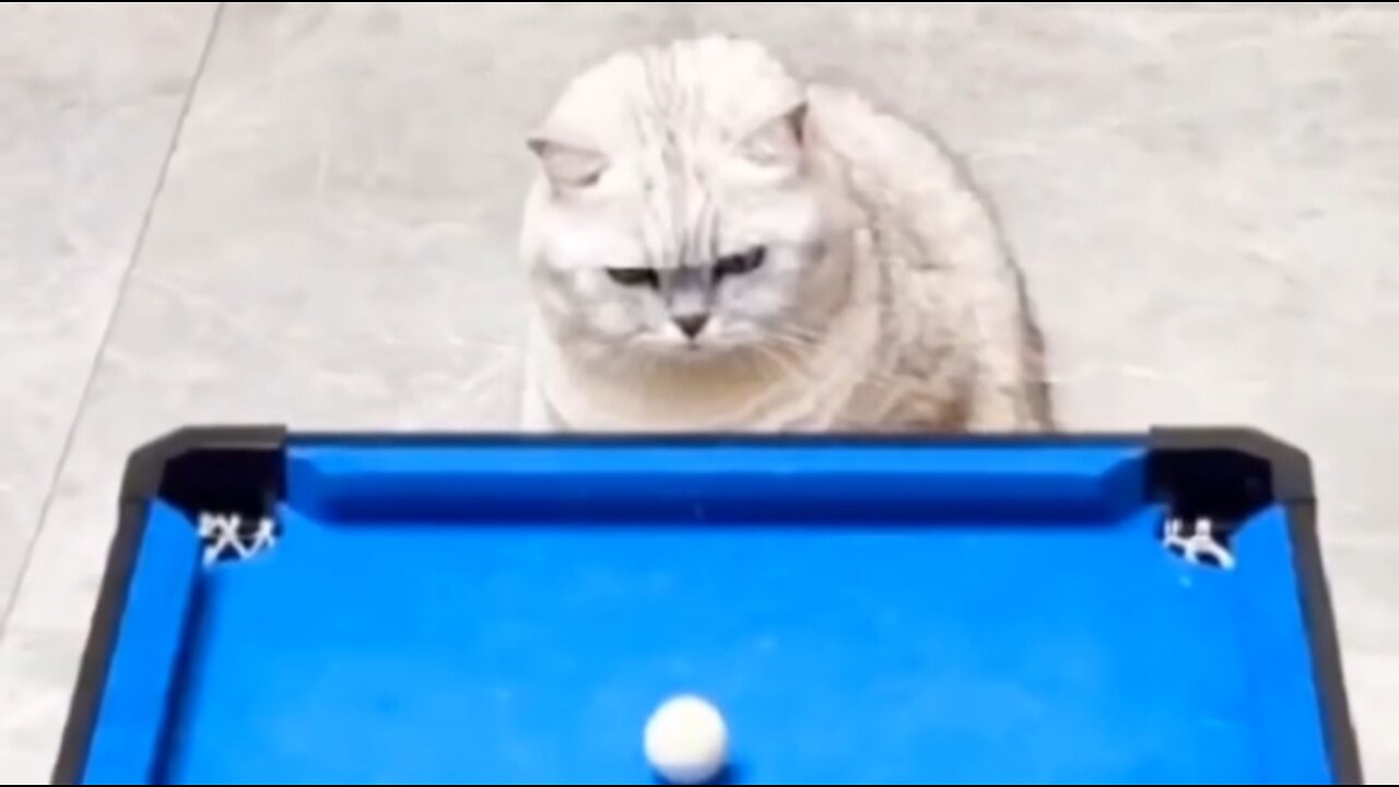 9 Lives, 9 Balls: The Ultimate Pool Cat!