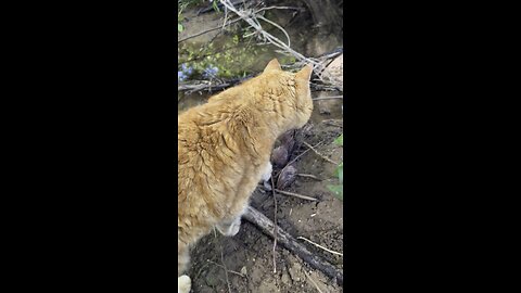 Cat in nature.