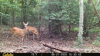 Trailcam