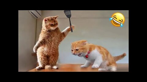 Insanely Funny Animal Clips: Guaranteed Laughter in Every Moment!