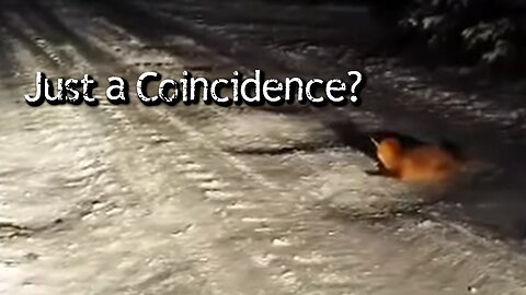 Was This Animal Warning Him? Real Footage at Night