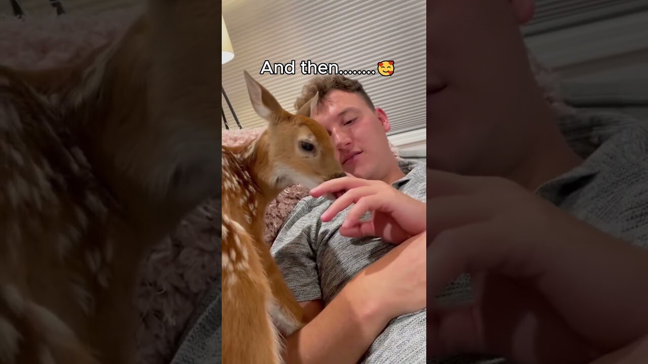 The deer was stuck in the gate and the man saved him