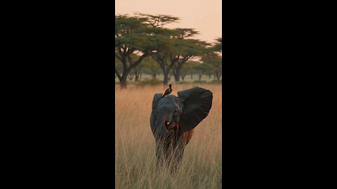 ANIMALS
