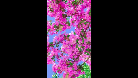 খুবই সুন্দর একটি ফুল