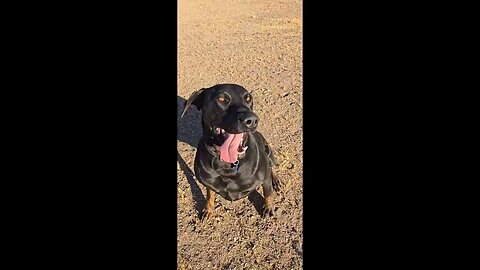 This Dog's Wildest Day Ever!