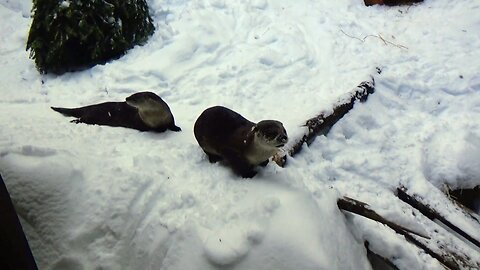 River Otters