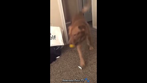 Animals with the Most Unexpected Reactions!