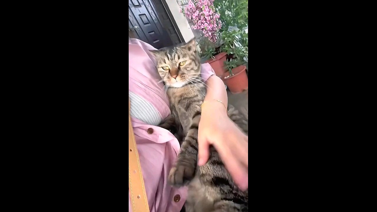 Very hot mood! #cat #cute #jdvb