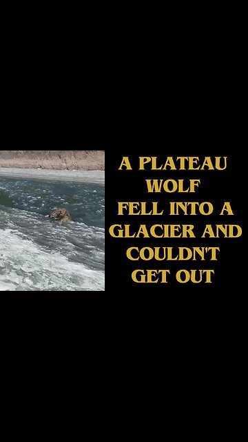 A Plateau Wolf Fell into a Glacier and Couldn't get out