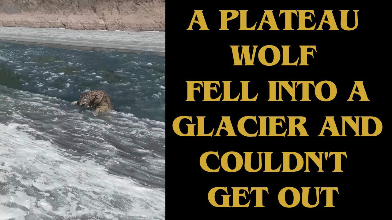 A Plateau Wolf Fell into a Glacier and Couldn't get out
