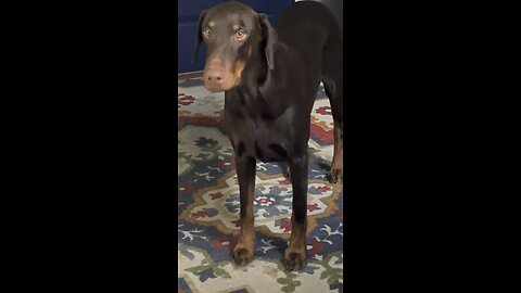 Charlie video of the day
