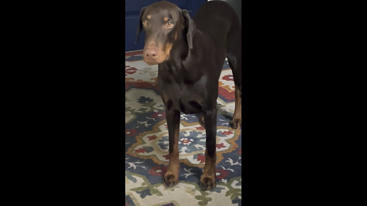 Charlie video of the day