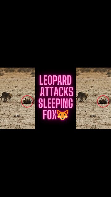 Leopard Attacks Sleeping Fox🦊 | Wildlife Encounter Gone Wrong!