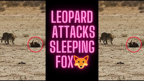 Leopard Attacks Sleeping Fox🦊 | Wildlife Encounter Gone Wrong!